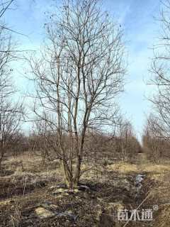 50公分(5杆)丛生乌桕