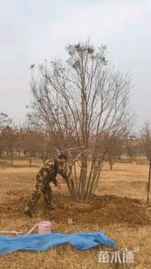 高度300厘米丛生暴马丁香