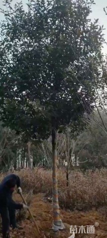 8公分高杆红叶石楠