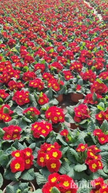 高度15厘米报春花