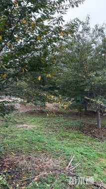 18公分台湾吉野樱花