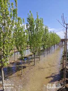 10公分西府海棠