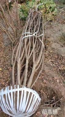 高度300厘米丛生红花紫薇