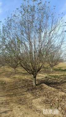 18公分绚丽海棠