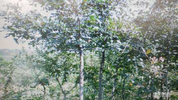 10公分北美枫香