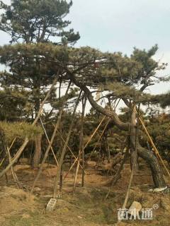 400厘米造型油松