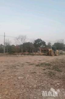 13公分红果冬青