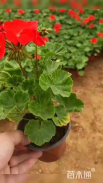 高度20厘米天竺葵