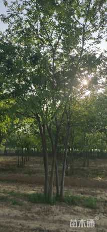 10公分(5杆)丛生朴树