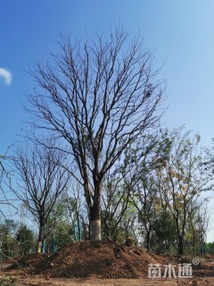 80公分朴树