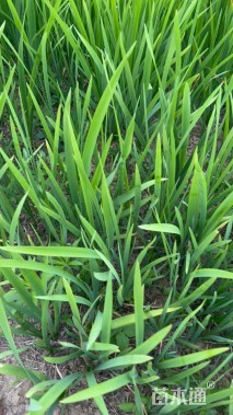 高度20厘米水生鸢尾