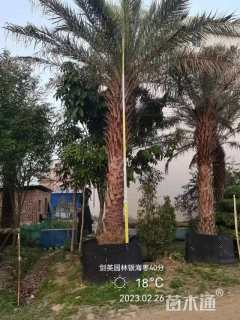 裸干高500厘米银海枣