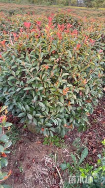 冠幅120厘米红叶石楠球