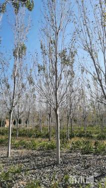 16公分银中杨