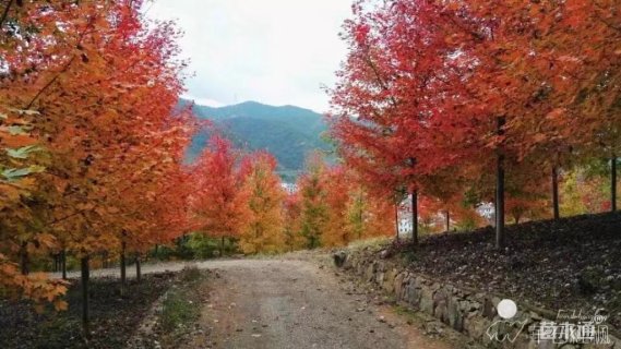 32公分美国红枫