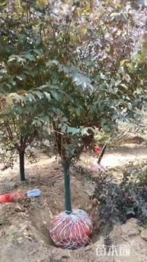 高度300厘米红叶榆叶梅