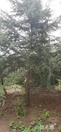 高度500厘米雪松