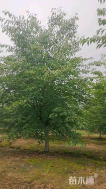 12公分染井吉野樱