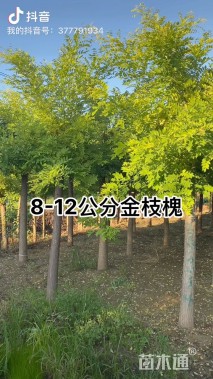 15公分金枝槐