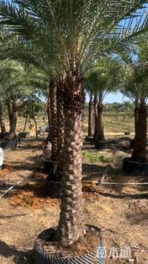 裸干高450厘米银海枣