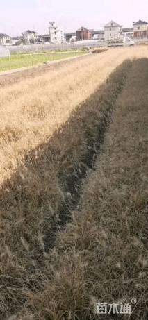 高度30厘米小兔子狼尾草