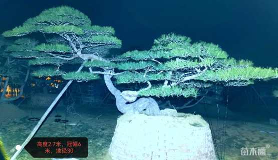 30公分造型赤松