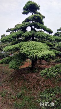 250厘米造型罗汉松