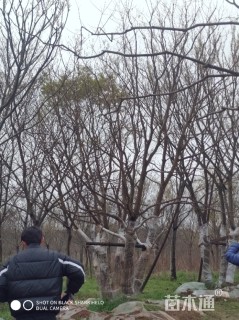 50公分丛生乌桕