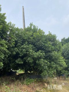 15公分15公分杨梅【容器苗】