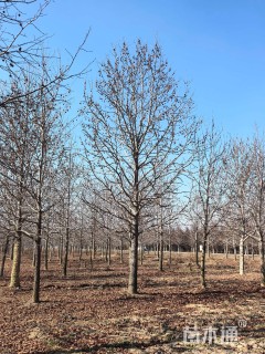 15公分北美枫香