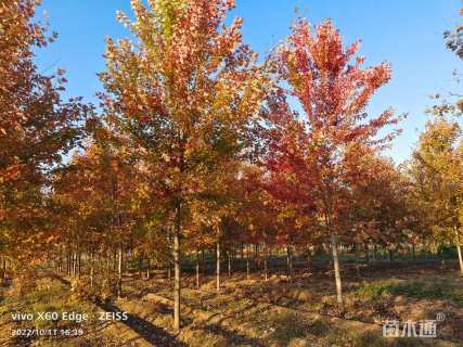 10公分美国红枫