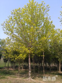 25公分金叶复叶槭