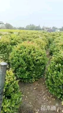 冠幅150厘米茶梅球