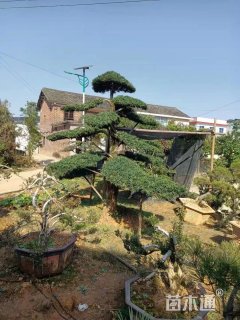 移栽苗造型罗汉松