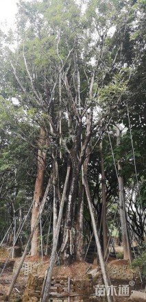 30公分丛生朴树