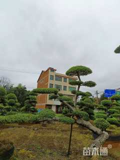 30公分造型榆树