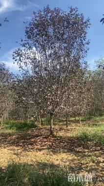 12公分红宝石海棠