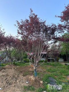 15公分日本红枫