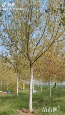 20公分金叶复叶槭