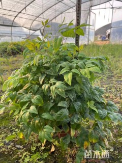 高度30厘米火焰南天竹