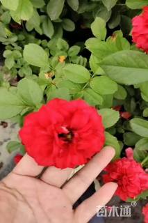 高度40厘米大花月季