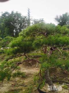 20公分造型赤松