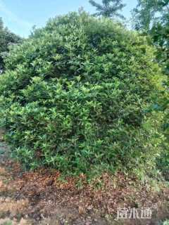 冠幅400厘米桂花球