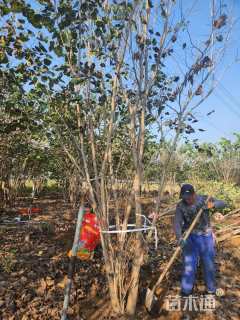 高度350厘米丛生紫荆
