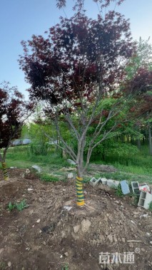 12公分日本红枫