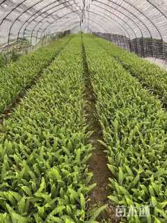 高度20厘米肾蕨