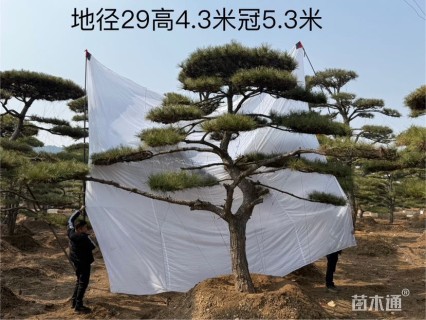 25公分造型油松