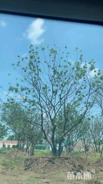 40公分(5杆)丛生黄连木