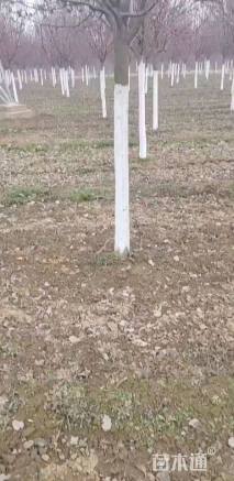 10公分绚丽海棠