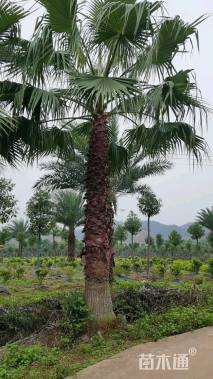 裸干高300厘米华盛顿棕榈